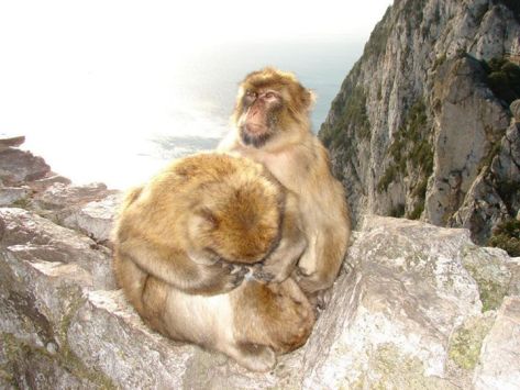 gibraltar (20)